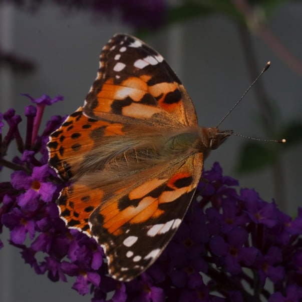 Makroaufnahme Schmetterling